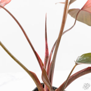 Homalomena cf. Aromatica (Spreng.) Variegated 'Pink Diamond' (wk24-C)