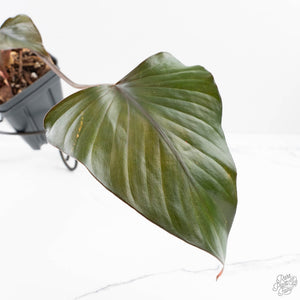 Homalomena cf. Aromatica (Spreng.) Variegated 'Pink Diamond' (wk24-C)