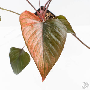 Homalomena cf. Aromatica (Spreng.) Variegated 'Pink Diamond' (wk24-C)