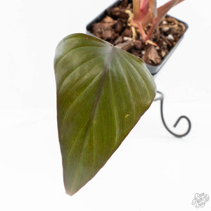Homalomena cf. Aromatica (Spreng.) Variegated 'Pink Diamond' (wk24-C)