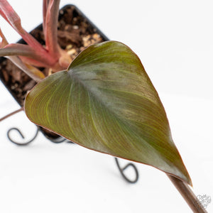 Homalomena cf. Aromatica (Spreng.) Variegated 'Pink Diamond' (wk24-C)