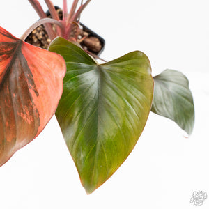 Homalomena cf. Aromatica (Spreng.) Variegated 'Pink Diamond' (wk24-C)