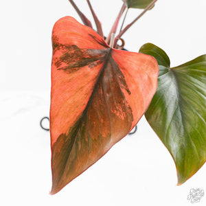 Homalomena cf. Aromatica (Spreng.) Variegated 'Pink Diamond' (wk24-C)
