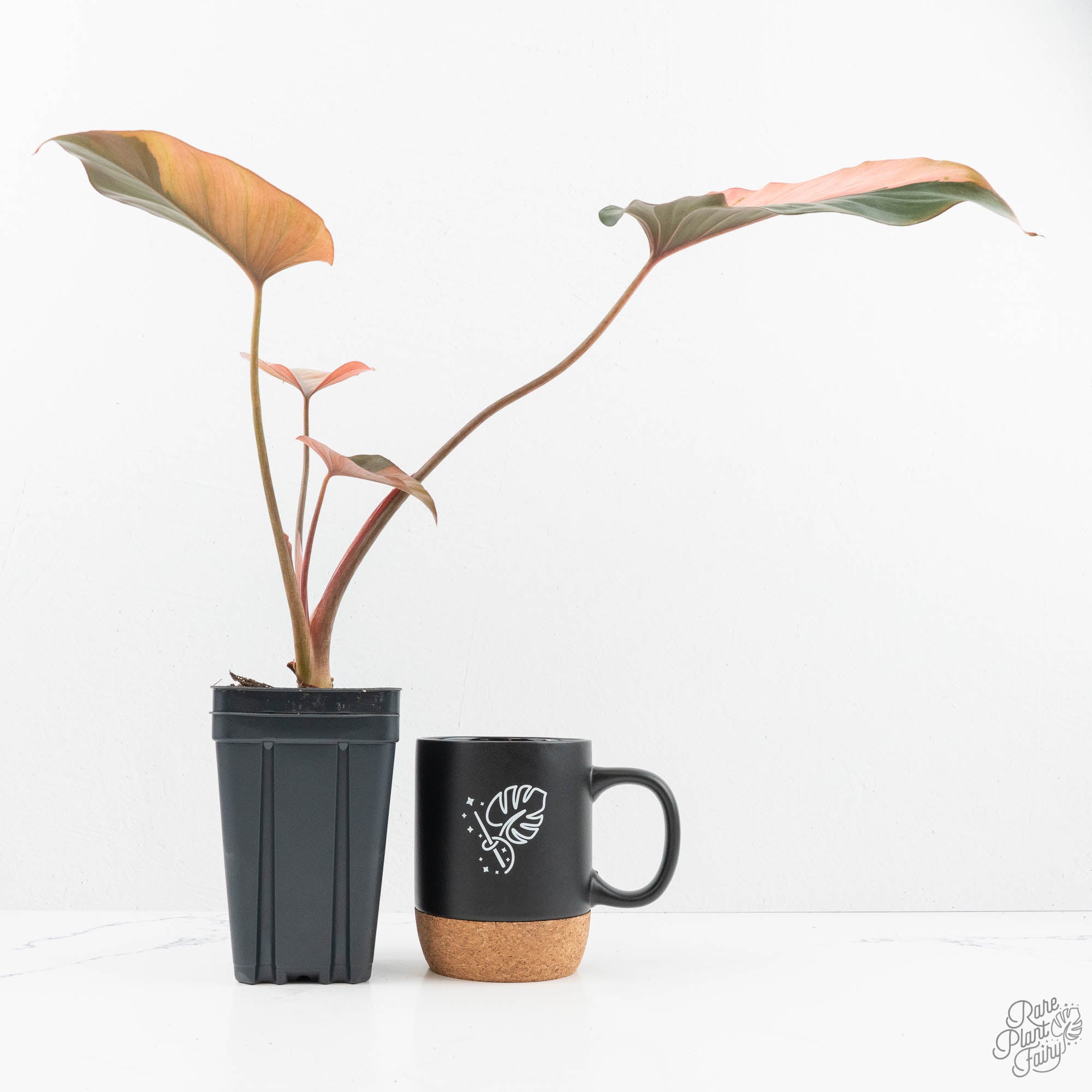 Homalomena – Rare Plant Fairy