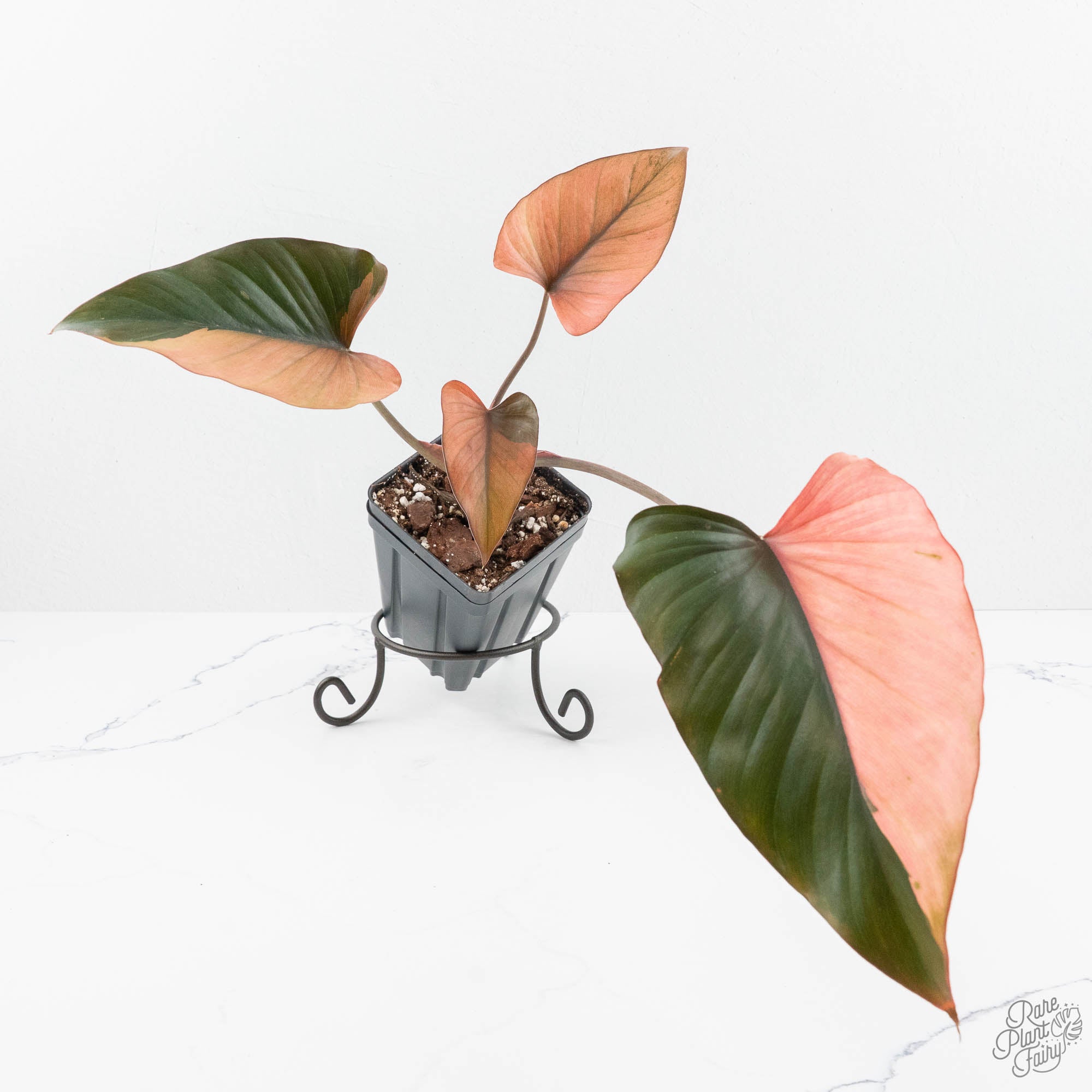 Homalomena – Rare Plant Fairy