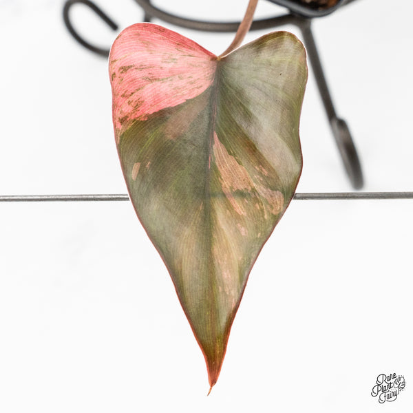 Homalomena cf. Aromatica (Spreng.) Variegated 'Pink Diamond' (wk2-L)