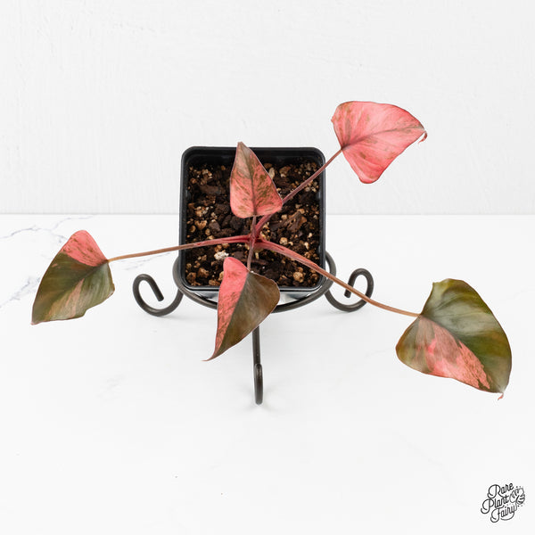 Homalomena cf. Aromatica (Spreng.) Variegated 'Pink Diamond' (wk2-L)