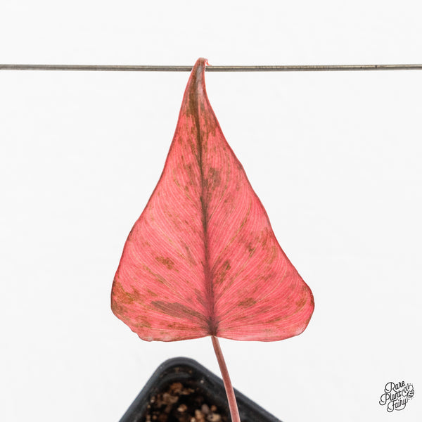 Homalomena cf. Aromatica (Spreng.) Variegated 'Pink Diamond' (wk2-L)