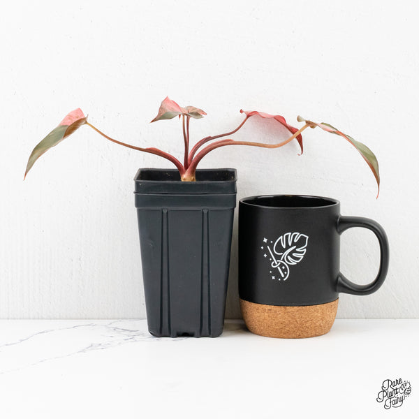 Homalomena cf. Aromatica (Spreng.) Variegated 'Pink Diamond' (wk2-L)