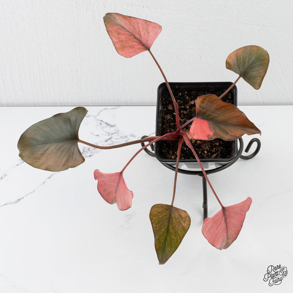 Homalomena cf. Aromatica (Spreng.) Variegated 'Pink Diamond' (wk4-C)