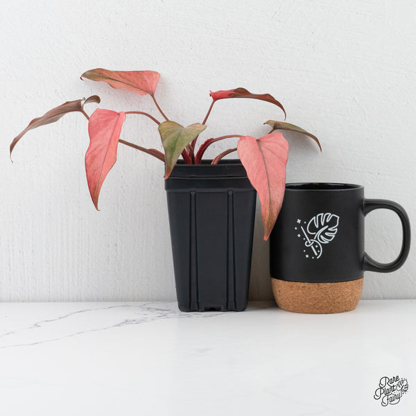 Homalomena cf. Aromatica (Spreng.) Variegated 'Pink Diamond' (wk4-C)