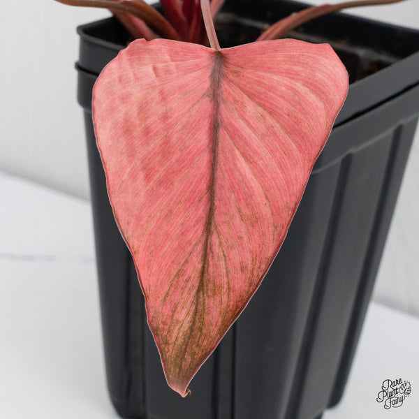 Homalomena cf. Aromatica (Spreng.) Variegated 'Pink Diamond' (wk4-C)