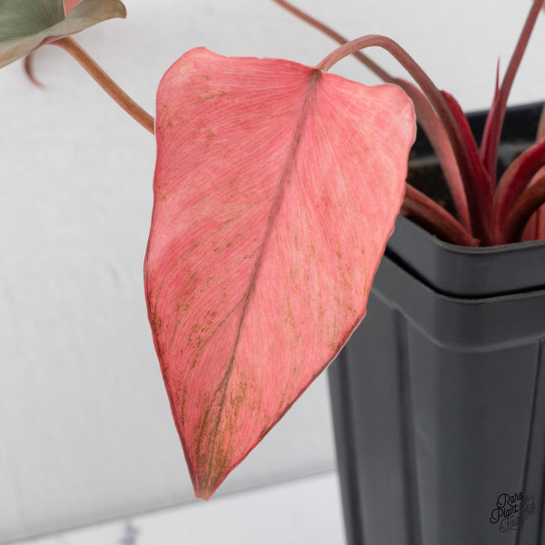 Homalomena cf. Aromatica (Spreng.) Variegated 'Pink Diamond' (wk4-C)