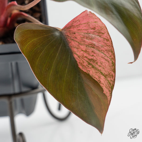 Homalomena cf. Aromatica (Spreng.) Variegated 'Pink Diamond' (wk4-E)