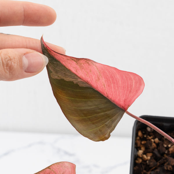 Homalomena cf. Aromatica (Spreng.) Variegated 'Pink Diamond' (wk4-E)