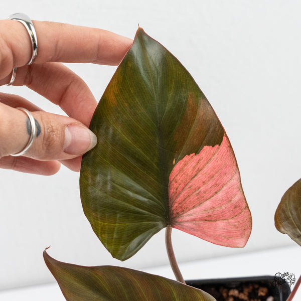 Homalomena cf. Aromatica (Spreng.) Variegated 'Pink Diamond' (wk4-E)