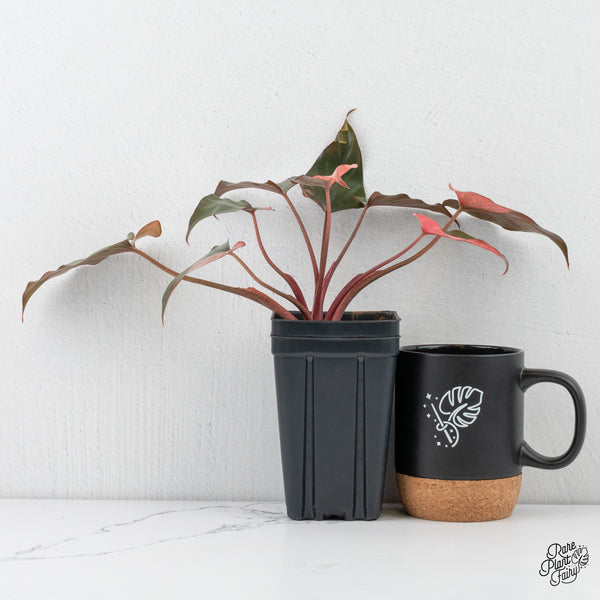 Homalomena cf. Aromatica (Spreng.) Variegated 'Pink Diamond' (wk4-E)