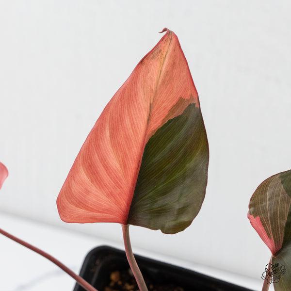 Homalomena cf. Aromatica (Spreng.) Variegated 'Pink Diamond' (wk4-E)