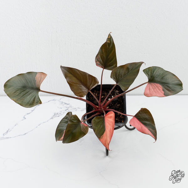 Homalomena cf. Aromatica (Spreng.) Variegated 'Pink Diamond' (wk4-E)