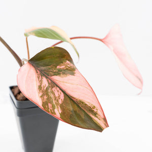 Homalomena cf. Aromatica (Spreng.) Variegated 'Pink Diamond' (wk30-N)