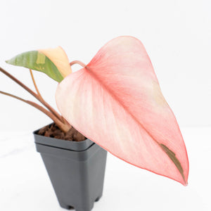 Homalomena cf. Aromatica (Spreng.) Variegated 'Pink Diamond' (wk30-N)