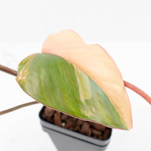 Homalomena cf. Aromatica (Spreng.) Variegated 'Pink Diamond' (wk30-N)