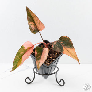 Homalomena cf. Aromatica (Spreng.) Variegated 'Pink Diamond' (wk26-G)