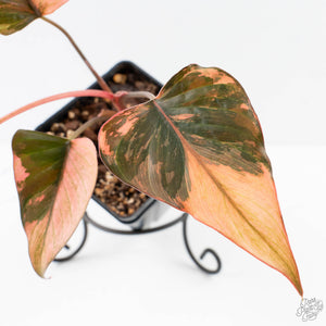 Homalomena cf. Aromatica (Spreng.) Variegated 'Pink Diamond' (wk26-G)