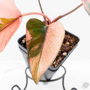 Homalomena cf. Aromatica (Spreng.) Variegated 'Pink Diamond' (wk26-G)