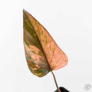 Homalomena cf. Aromatica (Spreng.) Variegated 'Pink Diamond' (wk26-G)