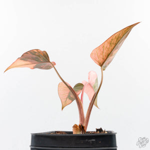 Homalomena cf. Aromatica (Spreng.) Variegated 'Pink Diamond' (wk26-G)