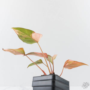 Homalomena cf. Aromatica (Spreng.) Variegated 'Pink Diamond' (wk42-L218)