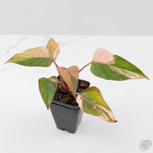 Homalomena cf. Aromatica (Spreng.) Variegated 'Pink Diamond' (wk42-L218)