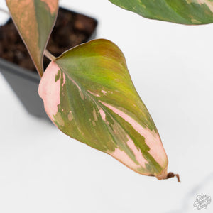 Homalomena cf. Aromatica (Spreng.) Variegated 'Pink Diamond' (wk42-L218)