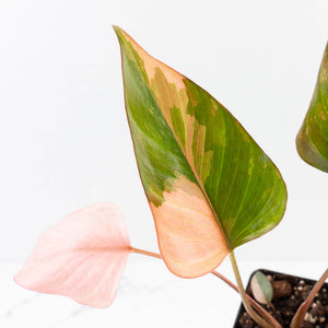 Homalomena cf. Aromatica (Spreng.) Variegated 'Pink Diamond' (wk35-L218)