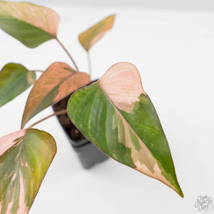 Homalomena cf. Aromatica (Spreng.) Variegated 'Pink Diamond' (wk42-L218)