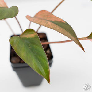 Homalomena cf. Aromatica (Spreng.) Variegated 'Pink Diamond' (wk42-L218)