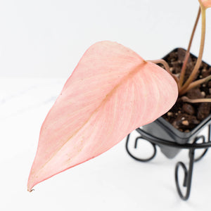 Homalomena cf. Aromatica (Spreng.) Variegated 'Pink Diamond' (wk35-L218)