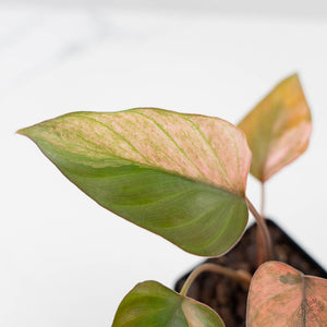 Homalomena cf. Aromatica (Spreng.) Variegated 'Pink Diamond' (wk42-L218)