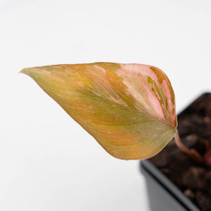 Homalomena cf. Aromatica (Spreng.) Variegated 'Pink Diamond' (wk42-L218)