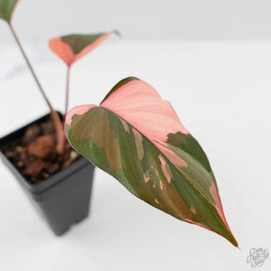 Homalomena cf. Aromatica (Spreng.) Variegated 'Pink Diamond' (wk42-L219)