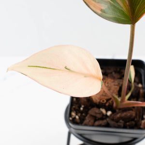 Homalomena cf. Aromatica (Spreng.) Variegated 'Pink Diamond' (wk35-L219)