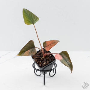 Homalomena cf. Aromatica (Spreng.) Variegated 'Pink Diamond' (wk42-L220)