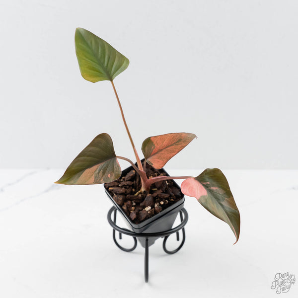 Homalomena cf. Aromatica (Spreng.) Variegated 'Pink Diamond' (wk42