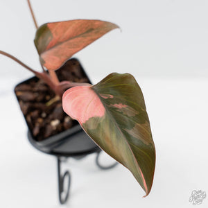 Homalomena cf. Aromatica (Spreng.) Variegated 'Pink Diamond' (wk42-L220)