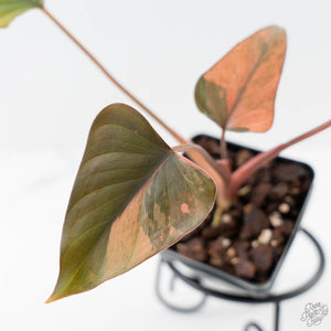 Homalomena cf. Aromatica (Spreng.) Variegated 'Pink Diamond' (wk42-L220)