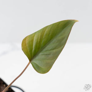 Homalomena cf. Aromatica (Spreng.) Variegated 'Pink Diamond' (wk42-L220)