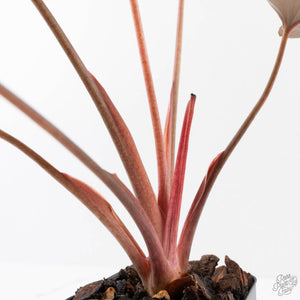 Homalomena cf. Aromatica (Spreng.) Variegated 'Pink Diamond' (wk38-L275)