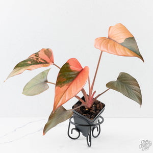 Homalomena cf. Aromatica (Spreng.) Variegated 'Pink Diamond' (wk38-L275)