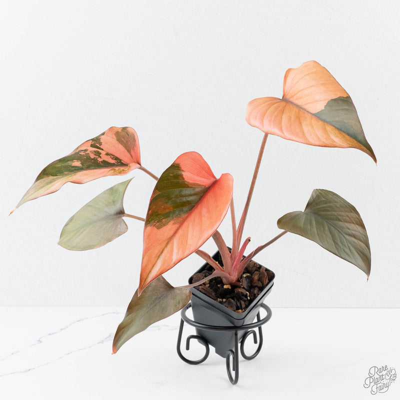 Homalomena cf. Aromatica (Spreng.) Variegated 'Pink Diamond' (wk38-L275)